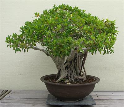 Ficus L